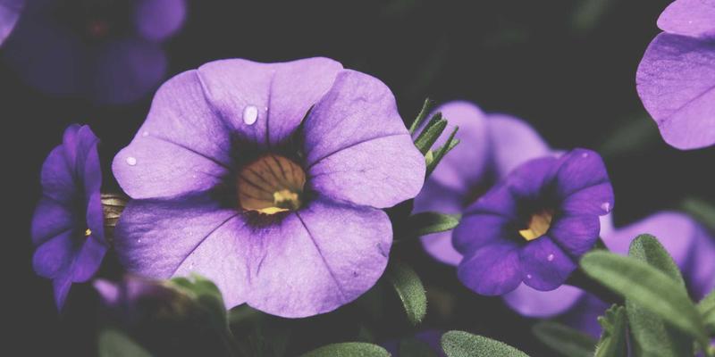 北京盛世英才：揭秘高端人才背景调查的深度流程与风险防控体系